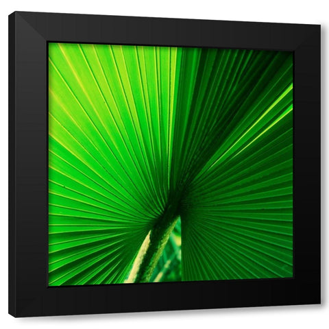 Palm Frond I Black Modern Wood Framed Art Print with Double Matting by Stefko, Bob