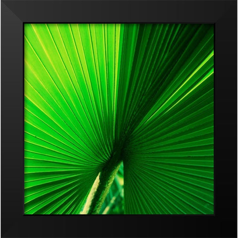 Palm Frond I Black Modern Wood Framed Art Print by Stefko, Bob