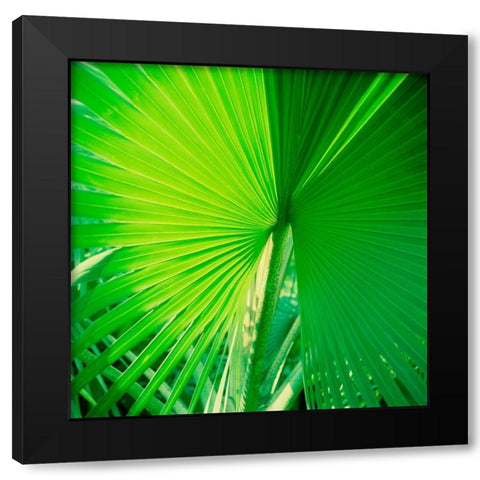 Palm Frond II Black Modern Wood Framed Art Print with Double Matting by Stefko, Bob