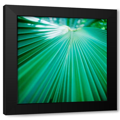 Palm Frond IV Black Modern Wood Framed Art Print with Double Matting by Stefko, Bob