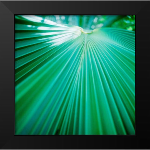 Palm Frond IV Black Modern Wood Framed Art Print by Stefko, Bob