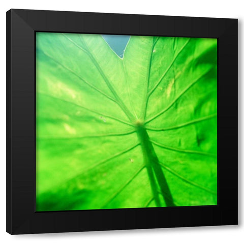 Taro Leaf Black Modern Wood Framed Art Print by Stefko, Bob