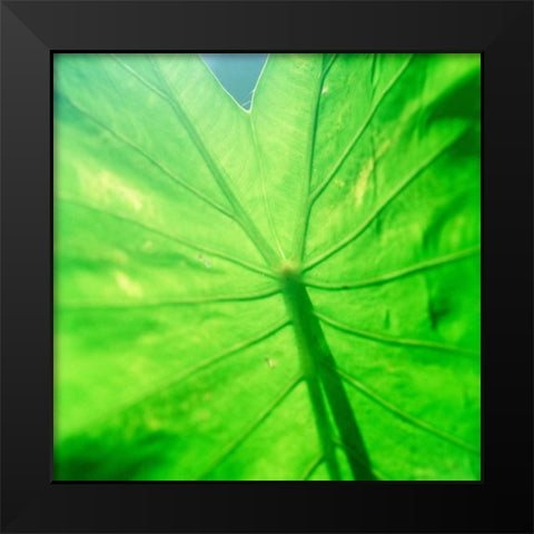 Taro Leaf Black Modern Wood Framed Art Print by Stefko, Bob