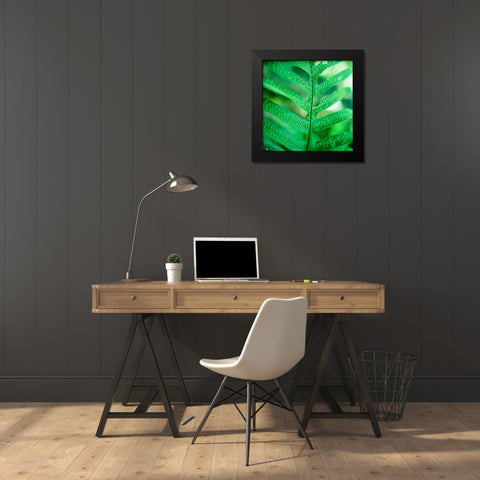 Fiddlehead Fern Black Modern Wood Framed Art Print by Stefko, Bob