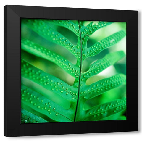 Fiddlehead Fern Black Modern Wood Framed Art Print by Stefko, Bob