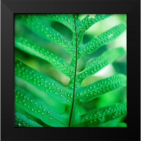 Fiddlehead Fern Black Modern Wood Framed Art Print by Stefko, Bob