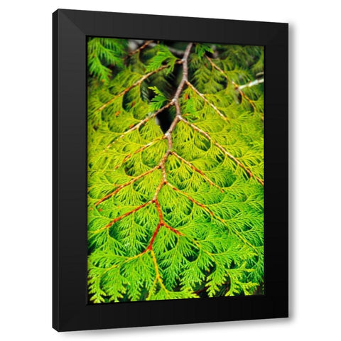 Western Red Cedar Black Modern Wood Framed Art Print with Double Matting by Stefko, Bob