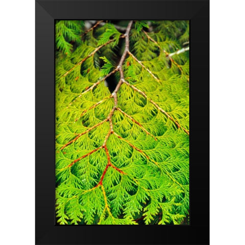 Western Red Cedar Black Modern Wood Framed Art Print by Stefko, Bob
