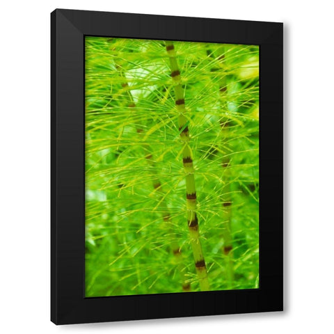 Horsetail Plant Black Modern Wood Framed Art Print with Double Matting by Stefko, Bob