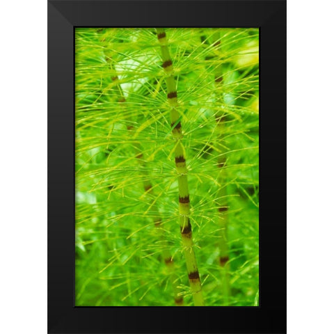 Horsetail Plant Black Modern Wood Framed Art Print by Stefko, Bob