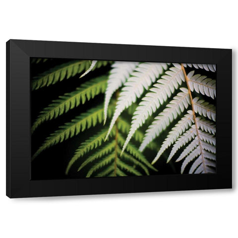 Silver Tree Fern I Black Modern Wood Framed Art Print with Double Matting by Stefko, Bob