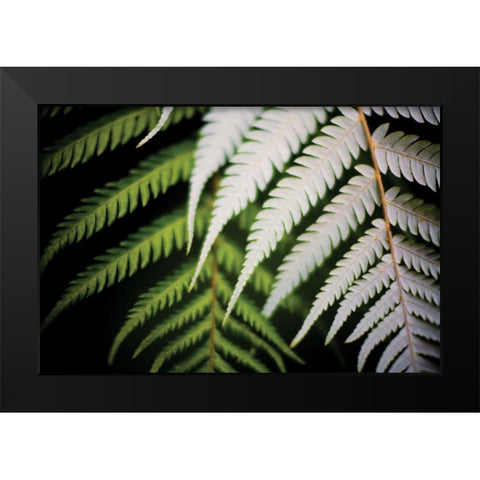 Silver Tree Fern I Black Modern Wood Framed Art Print by Stefko, Bob