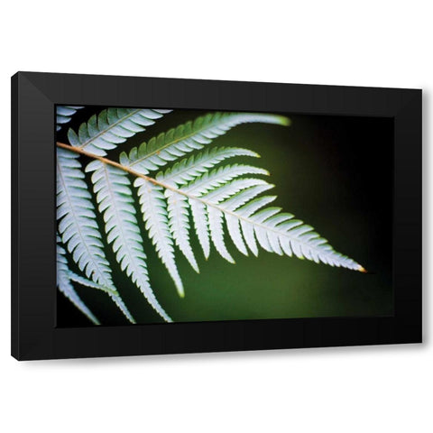 Silver Tree Fern II Black Modern Wood Framed Art Print by Stefko, Bob
