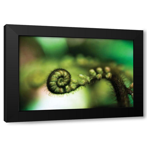 Black Tree Fern I Black Modern Wood Framed Art Print with Double Matting by Stefko, Bob