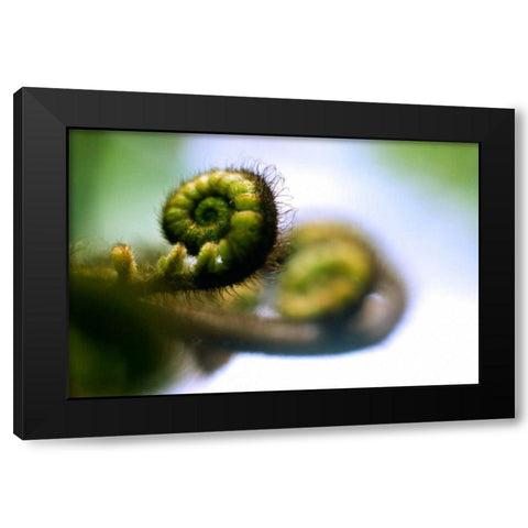 Black Tree Fern II Black Modern Wood Framed Art Print by Stefko, Bob