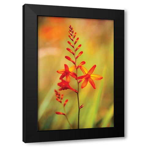 Emberglow Crososmia I Black Modern Wood Framed Art Print by Stefko, Bob