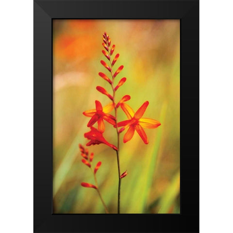 Emberglow Crososmia I Black Modern Wood Framed Art Print by Stefko, Bob