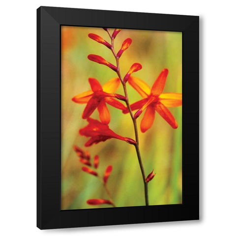 Emberglow Crososmia II Black Modern Wood Framed Art Print by Stefko, Bob