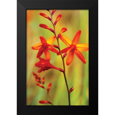 Emberglow Crososmia II Black Modern Wood Framed Art Print by Stefko, Bob
