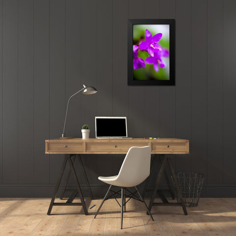 Purple Orchid I Black Modern Wood Framed Art Print by Stefko, Bob