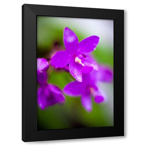 Purple Orchid I Black Modern Wood Framed Art Print with Double Matting by Stefko, Bob