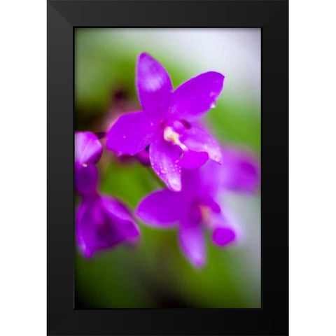 Purple Orchid I Black Modern Wood Framed Art Print by Stefko, Bob
