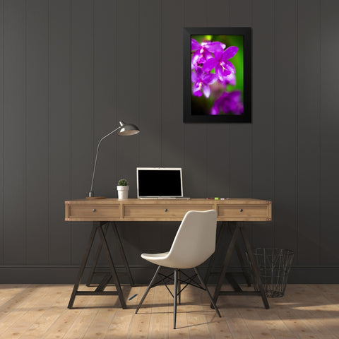 Purple Orchid II Black Modern Wood Framed Art Print by Stefko, Bob