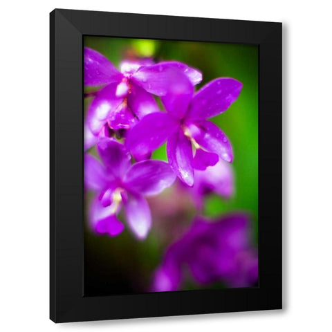 Purple Orchid II Black Modern Wood Framed Art Print by Stefko, Bob