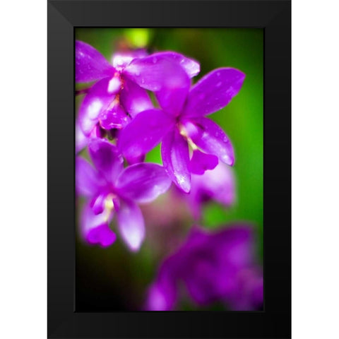 Purple Orchid II Black Modern Wood Framed Art Print by Stefko, Bob