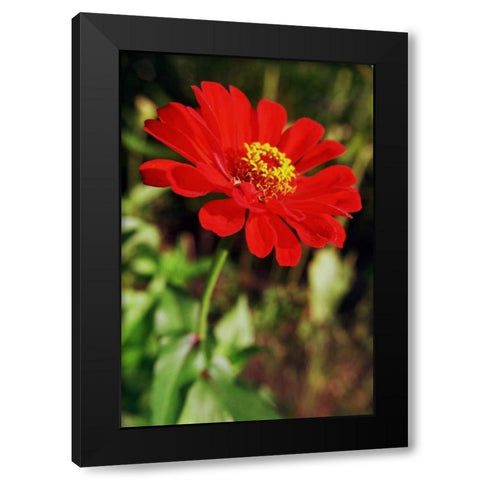 Red and Green I Black Modern Wood Framed Art Print with Double Matting by Stefko, Bob