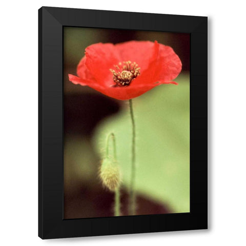 Red and Green II Black Modern Wood Framed Art Print with Double Matting by Stefko, Bob