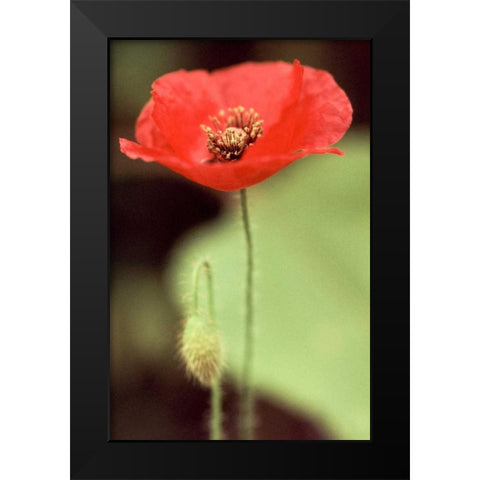 Red and Green II Black Modern Wood Framed Art Print by Stefko, Bob