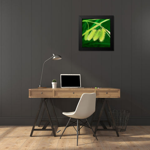 Simple Organics III Black Modern Wood Framed Art Print by Stefko, Bob