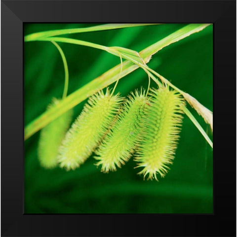 Simple Organics III Black Modern Wood Framed Art Print by Stefko, Bob