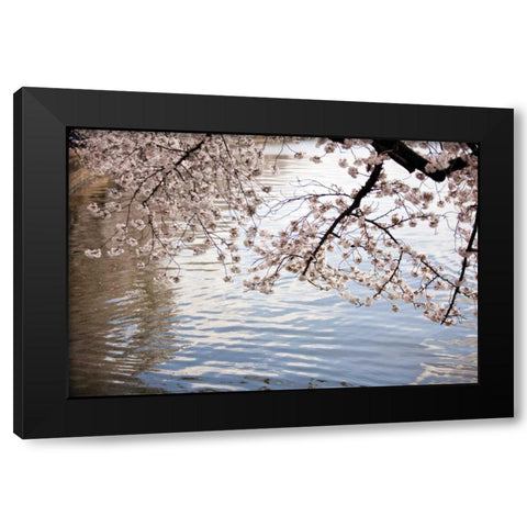 Cherry Blossoms I Black Modern Wood Framed Art Print by Stefko, Bob