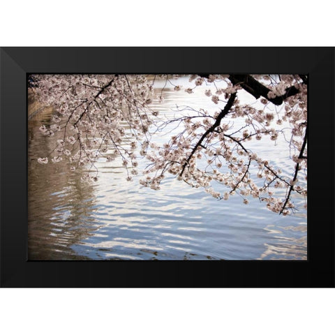 Cherry Blossoms I Black Modern Wood Framed Art Print by Stefko, Bob