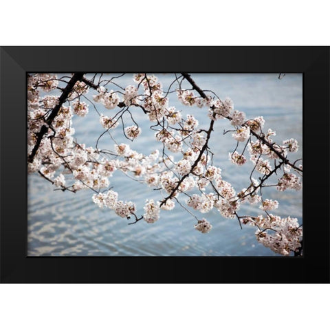 Cherry Blossoms II Black Modern Wood Framed Art Print by Stefko, Bob