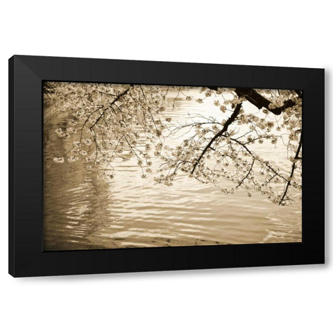 Sepia Cherry Blossoms I Black Modern Wood Framed Art Print with Double Matting by Stefko, Bob