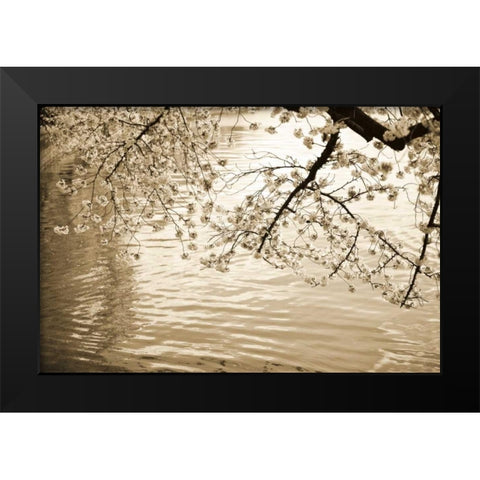 Sepia Cherry Blossoms I Black Modern Wood Framed Art Print by Stefko, Bob