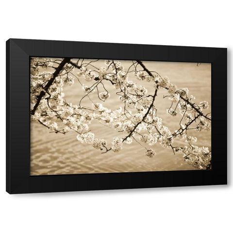 Sepia Cherry Blossoms II Black Modern Wood Framed Art Print by Stefko, Bob