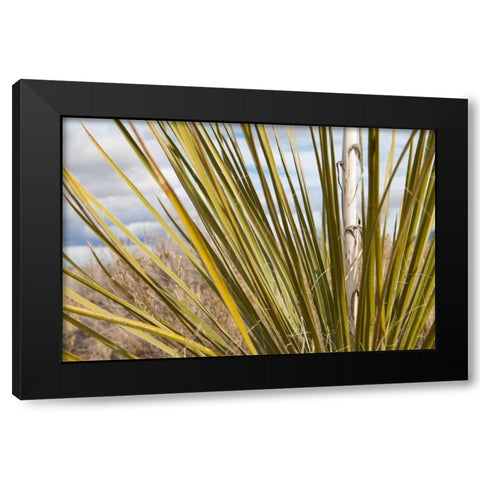 Century Plant I Black Modern Wood Framed Art Print with Double Matting by Styber, Dana