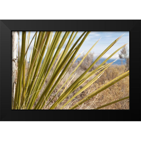 Century Plant II Black Modern Wood Framed Art Print by Styber, Dana