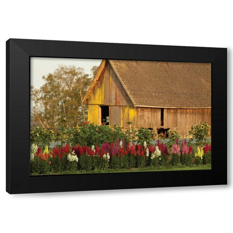 Snapdragons Barn I Black Modern Wood Framed Art Print with Double Matting by Styber, Dana
