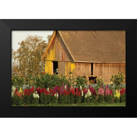 Snapdragons Barn I Black Modern Wood Framed Art Print by Styber, Dana
