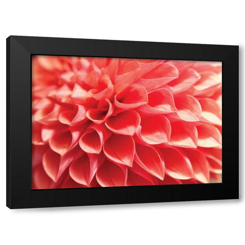 Coral Funnel Dahlia Black Modern Wood Framed Art Print with Double Matting by Styber, Dana