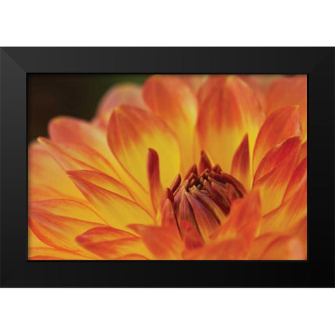 Orange Flame Black Modern Wood Framed Art Print by Styber, Dana
