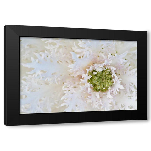 Green Ornamental II Black Modern Wood Framed Art Print by Styber, Dana