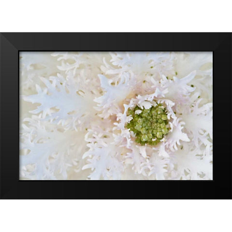 Green Ornamental II Black Modern Wood Framed Art Print by Styber, Dana