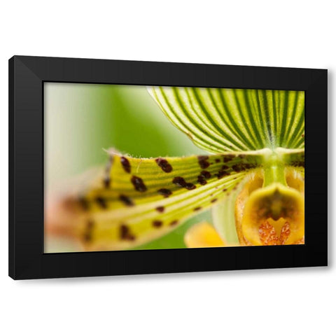 Extravaganza I Black Modern Wood Framed Art Print with Double Matting by Styber, Dana