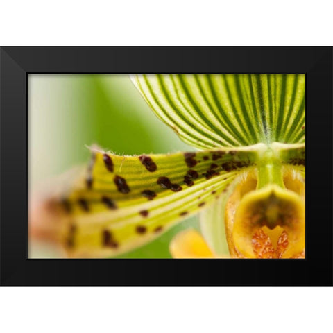 Extravaganza I Black Modern Wood Framed Art Print by Styber, Dana